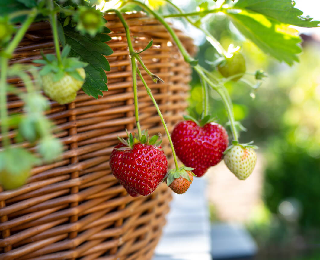 Truskawka fragaria ananassa w pojemniku z wikliny.
