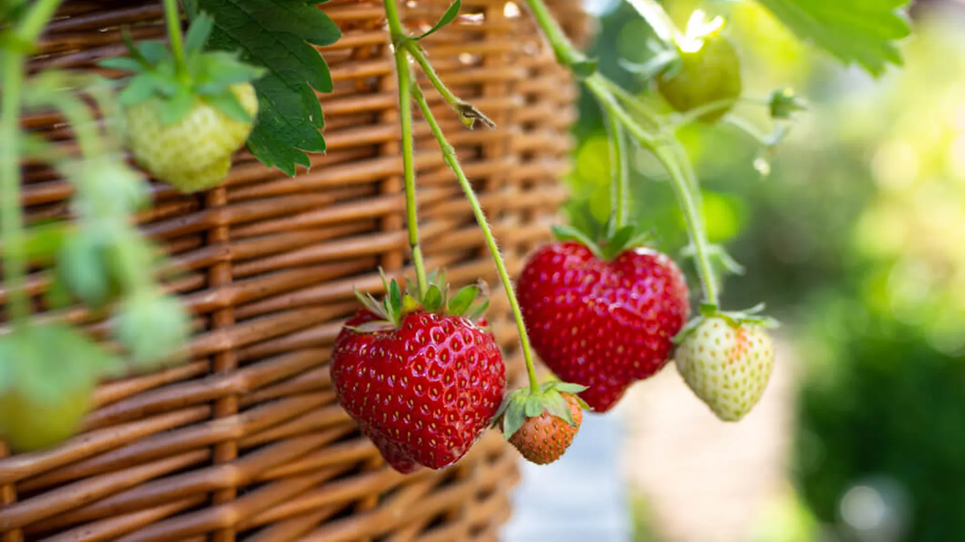 Truskawka fragaria ananassa w pojemniku z wikliny.