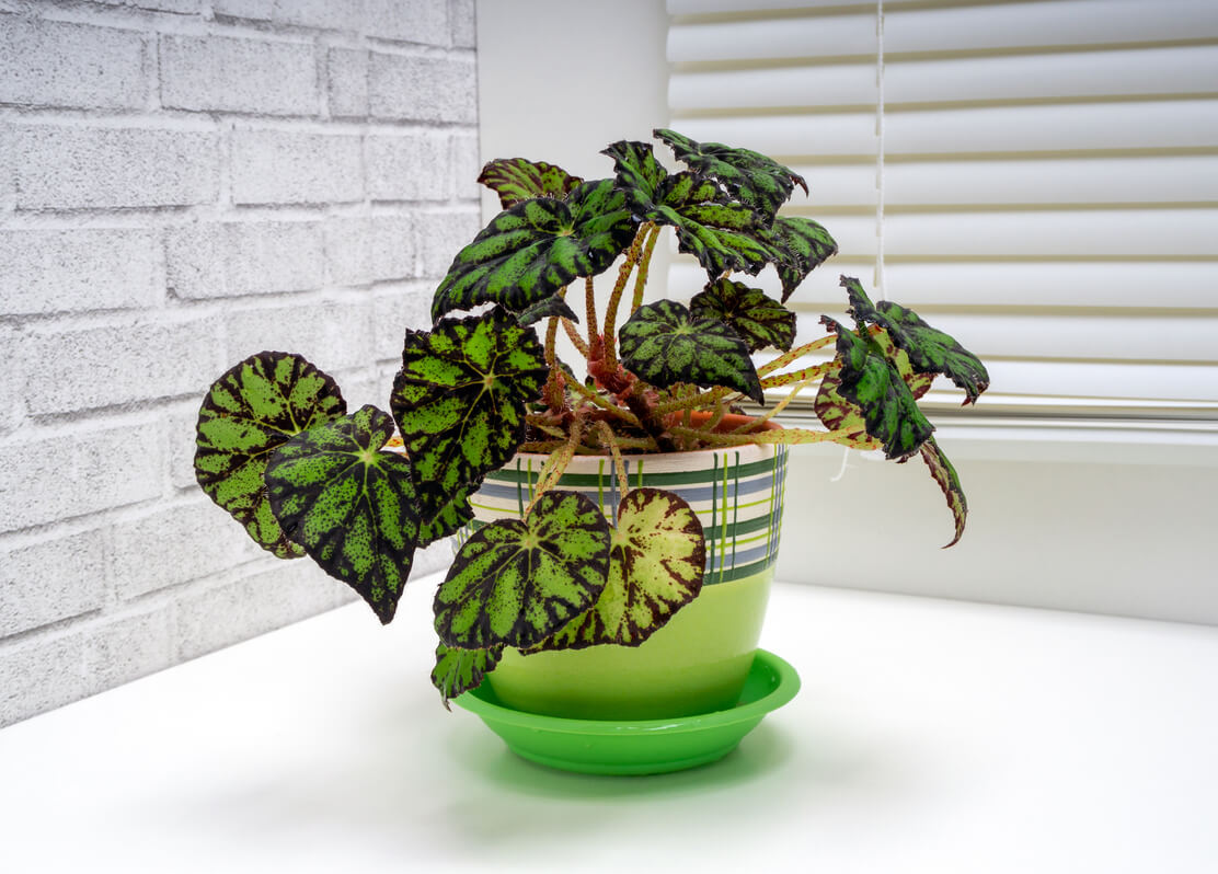 Begonia doniczkowa rośnie w domu.