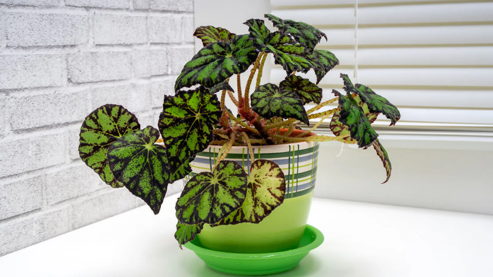 Begonia doniczkowa rośnie w domu.