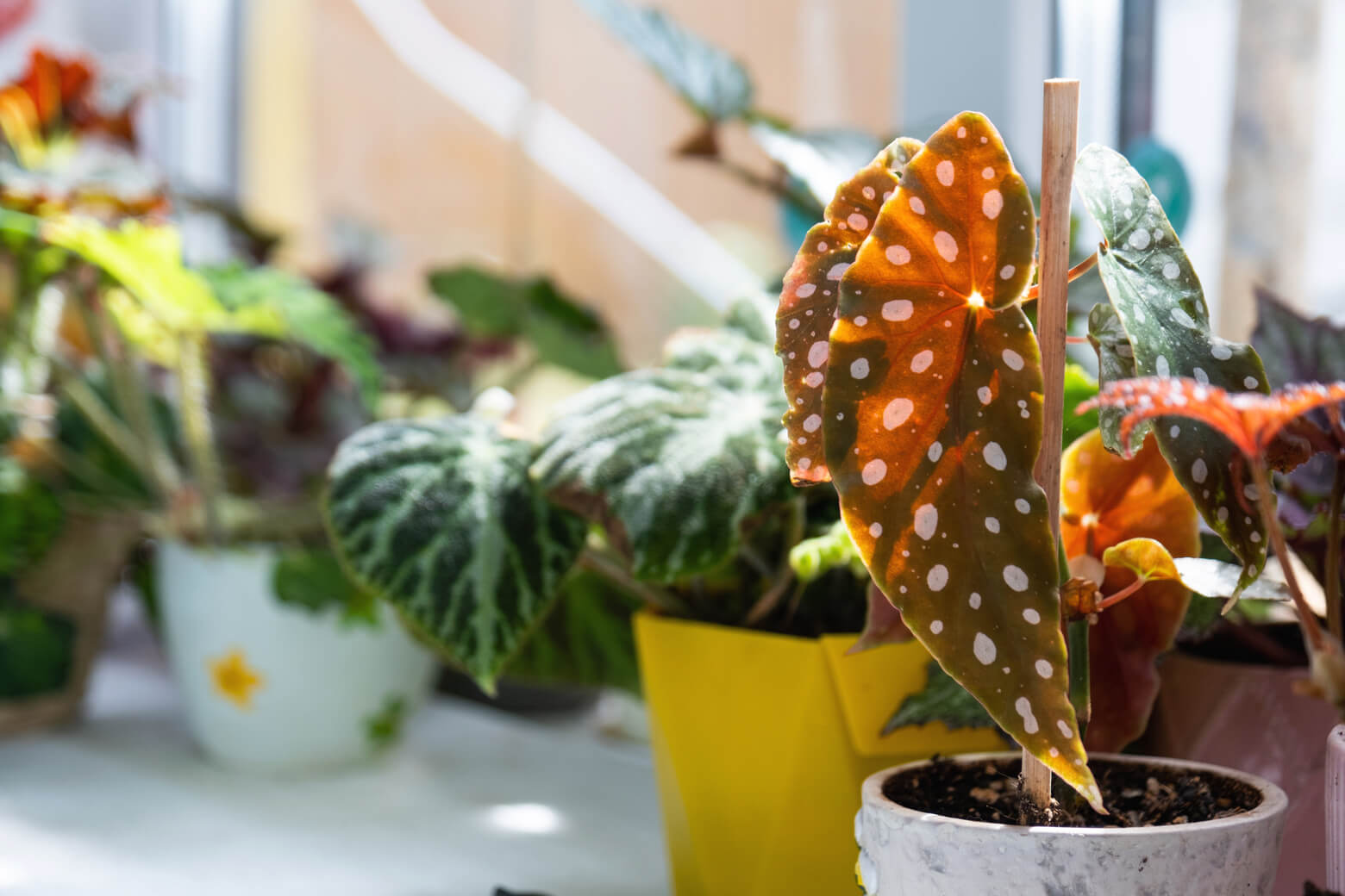 Begonia koralowa na tle innych domowych begonii w doniczkach.
