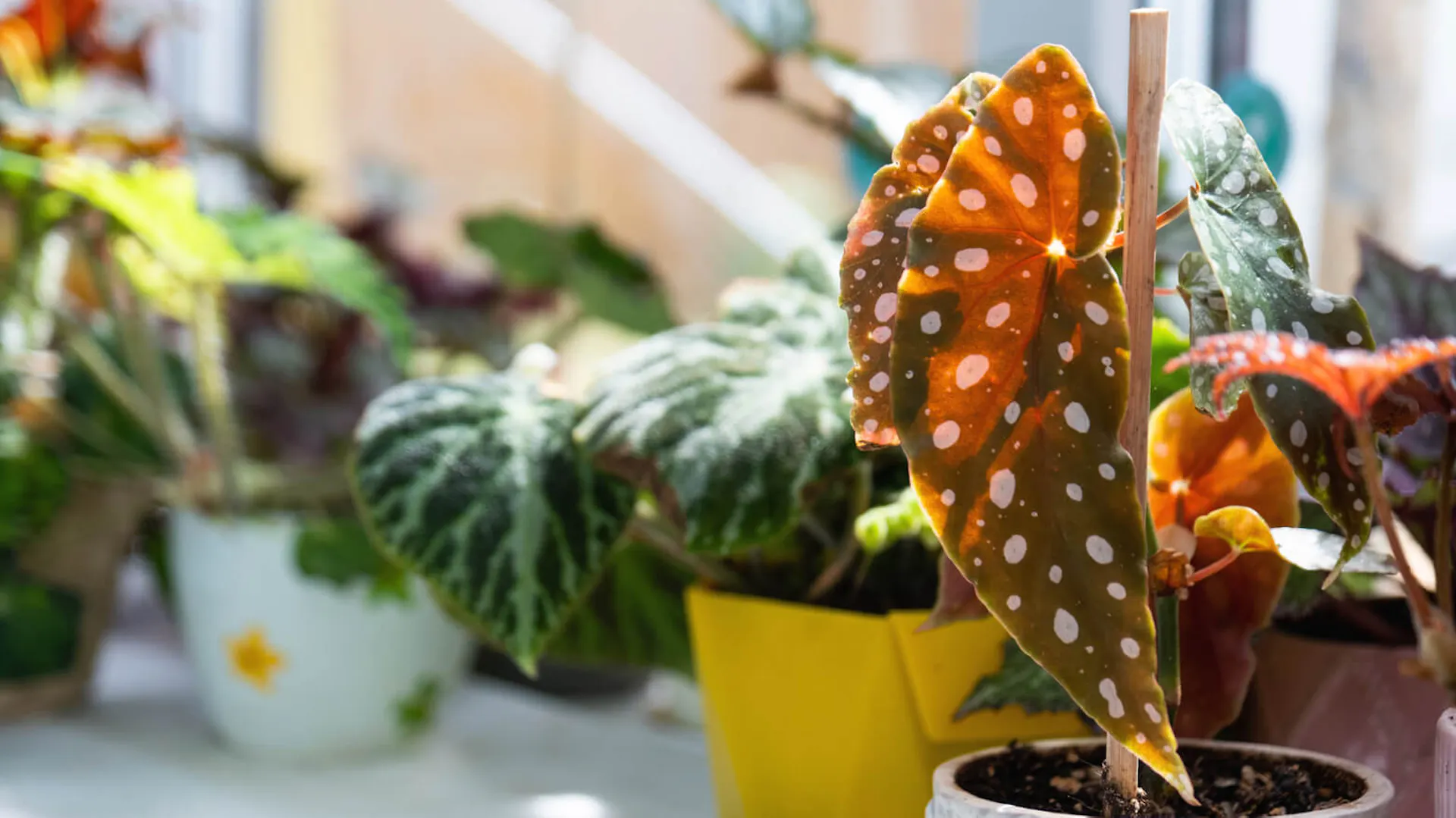 Begonia koralowa na tle innych domowych begonii w doniczkach.
