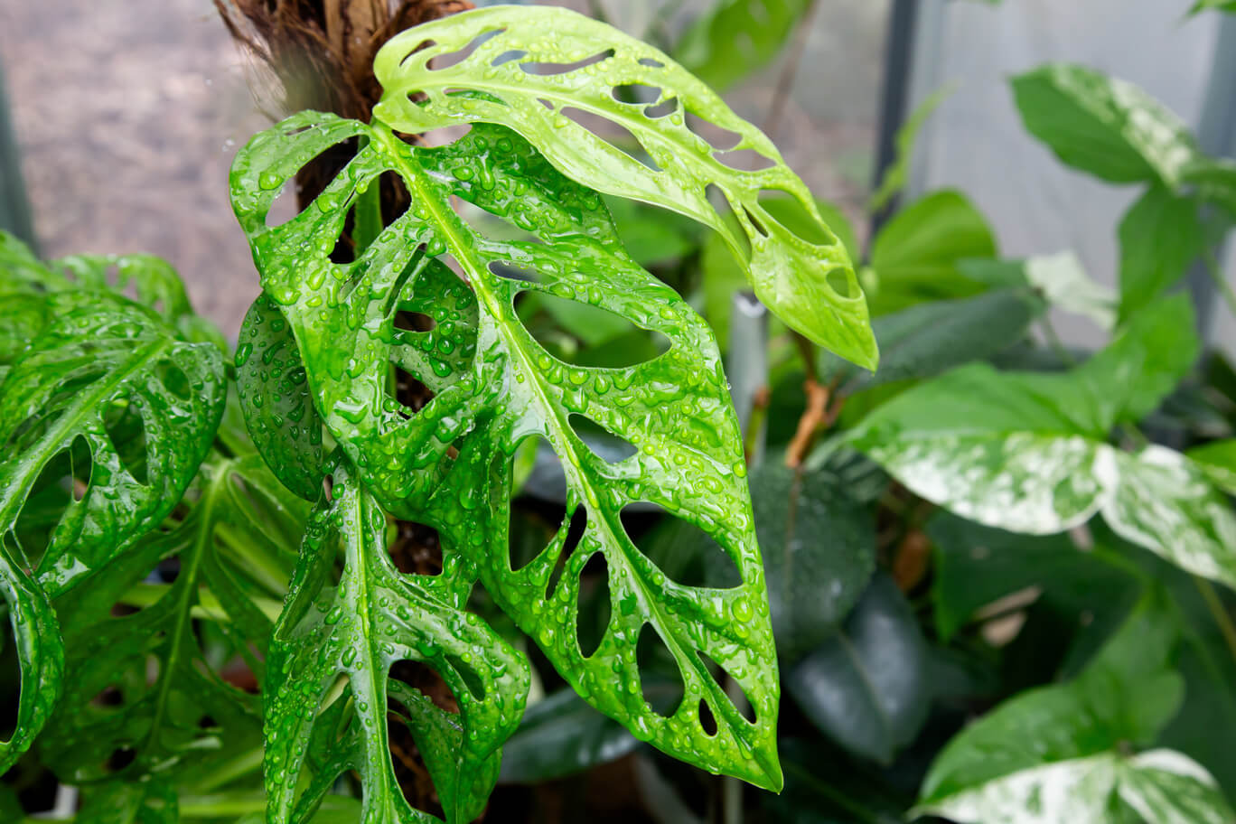 Jak uprawia odmiany Monstera L.? | Leksykon rolin OBI