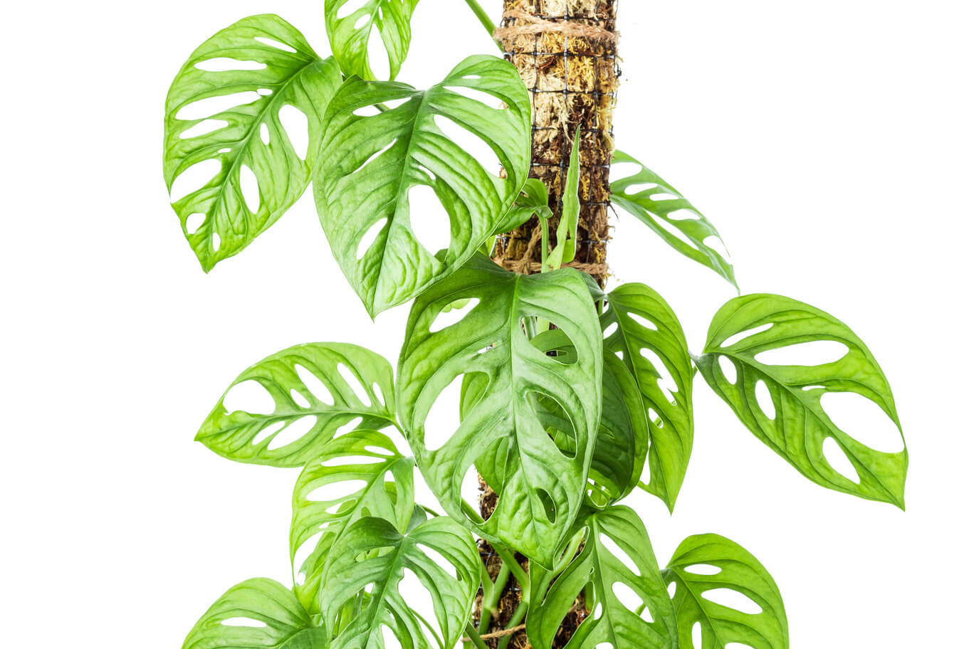philodendron scandens brazil Philodendron Scandens 'Brasil' – Odd Leaf main image 0