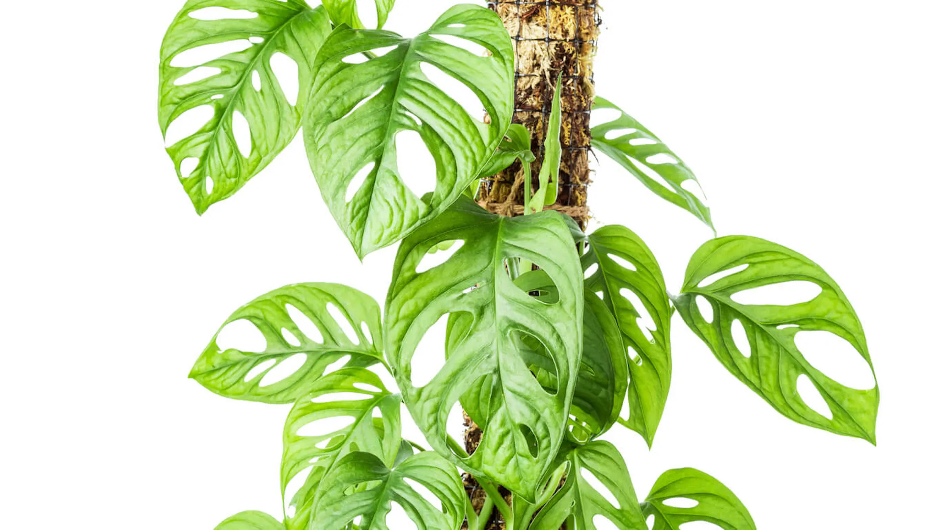 Monstera pnąca rośnie na podporze