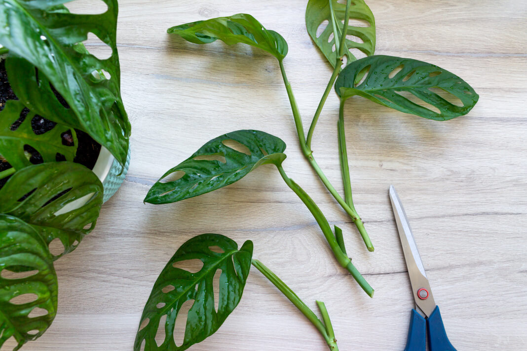 philodendron red beauty care Philodendron 'Red Beauty'  Conservatory Archives