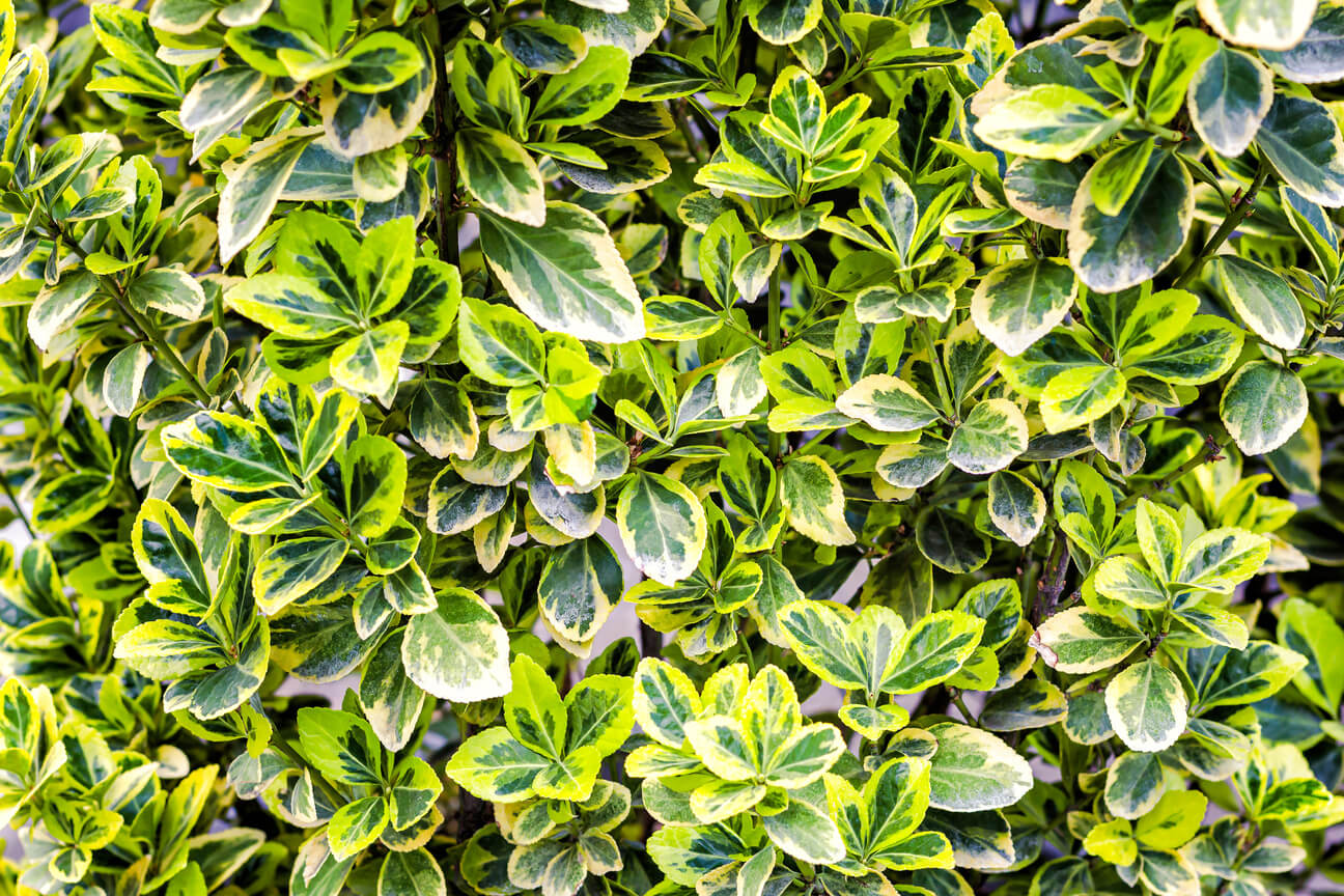 Odmiana trzmieliny z wielobarwnymi listkami.