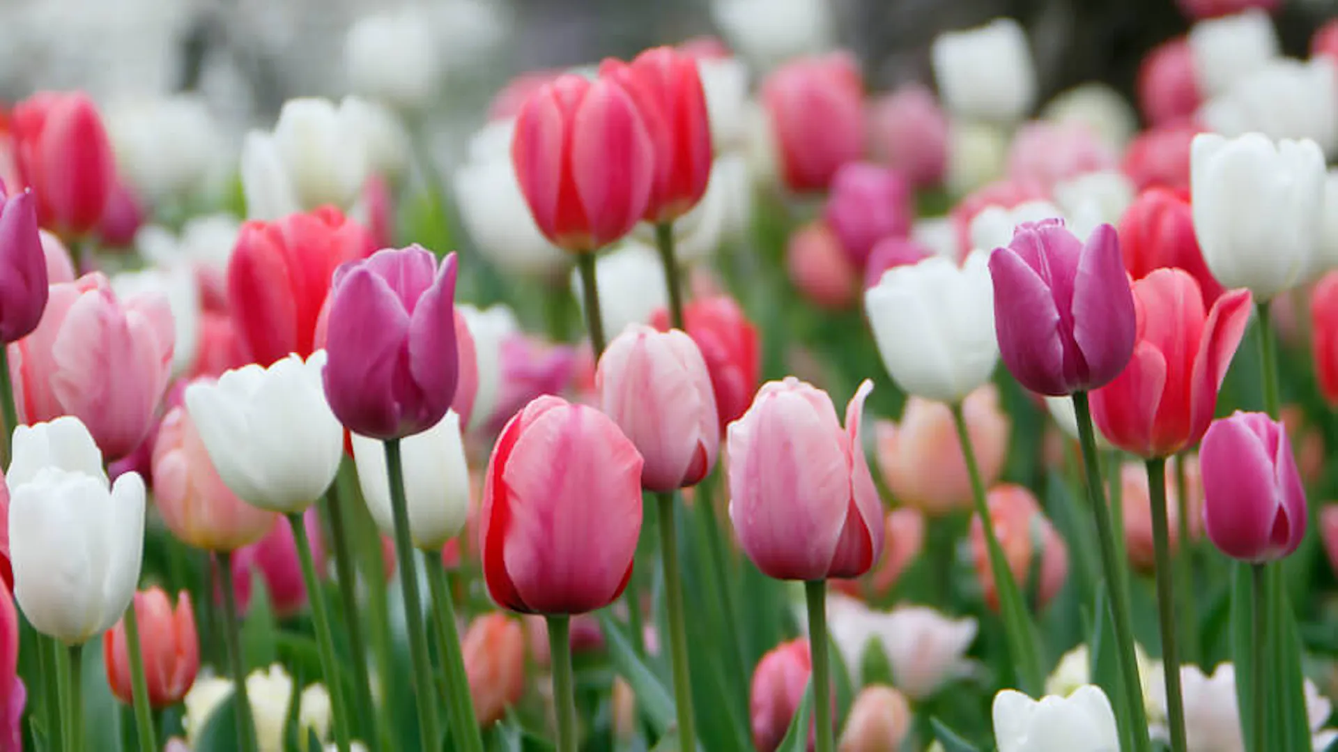Różnokolorowe tulipany.