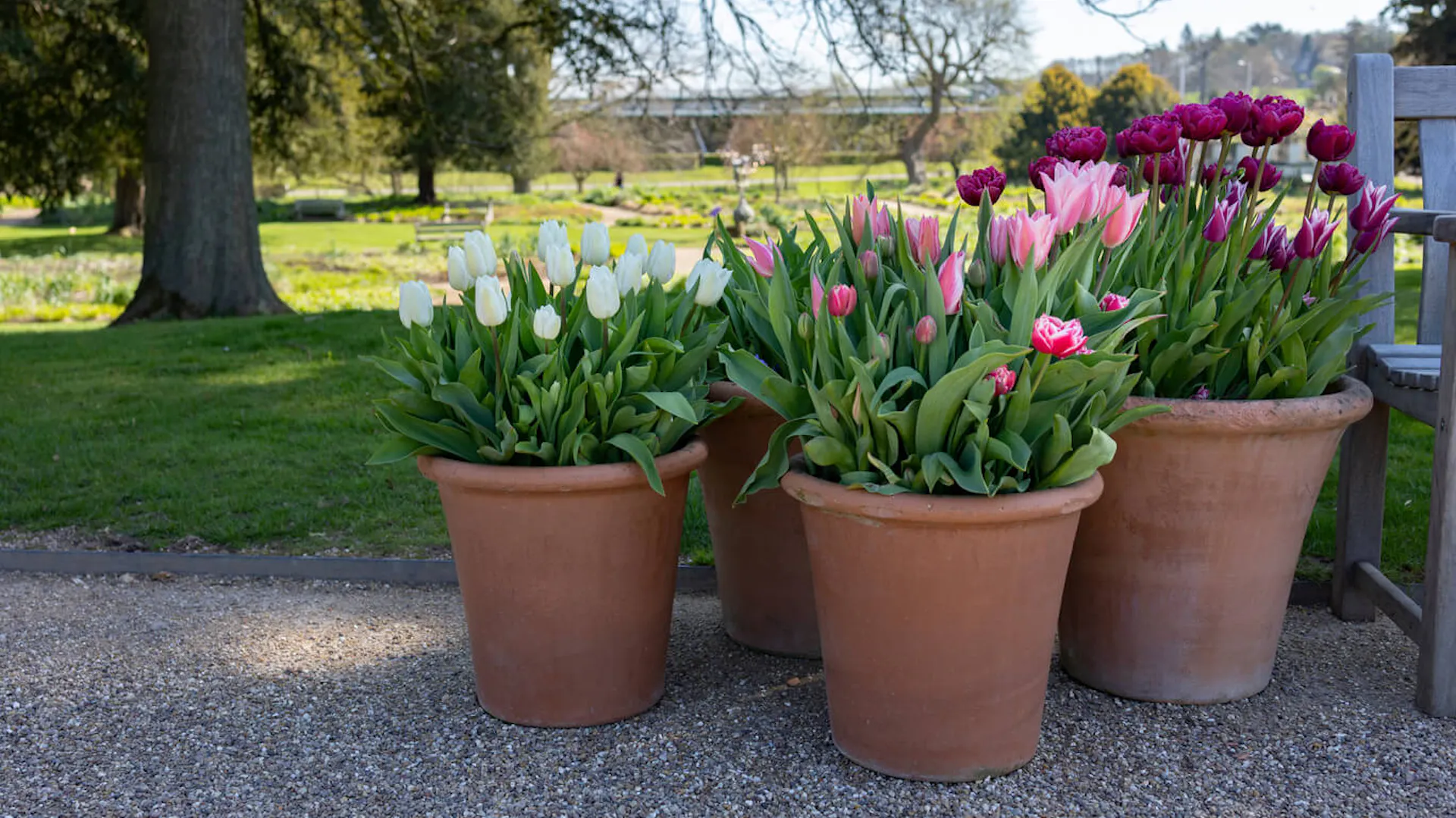Tulipany w donicach.