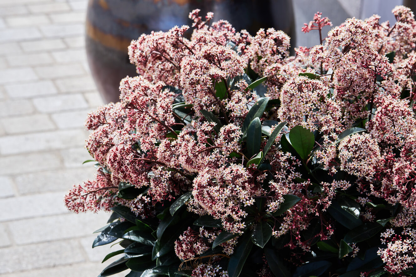Kwitnąca roślina Skimmia Japonica Rubella