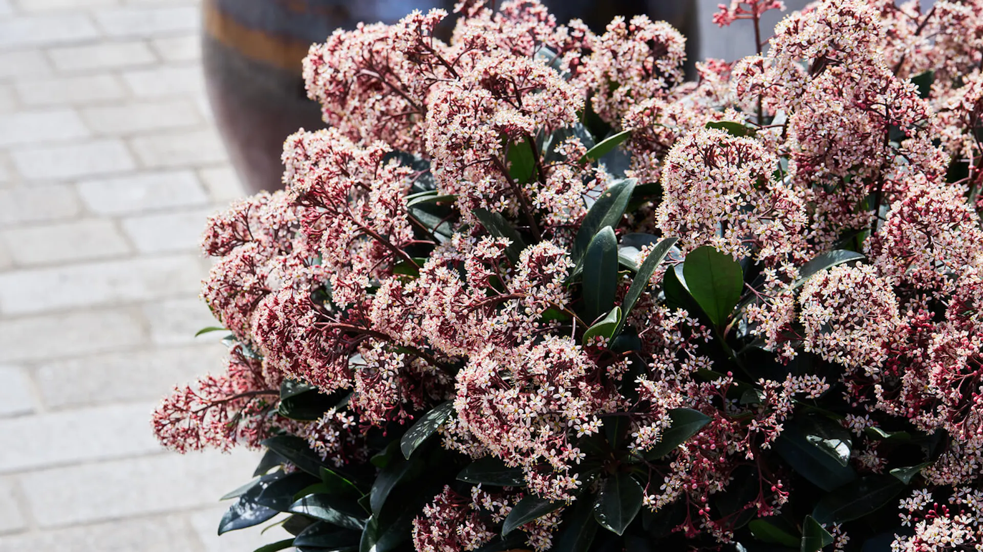 Kwitnąca roślina Skimmia Japonica Rubella