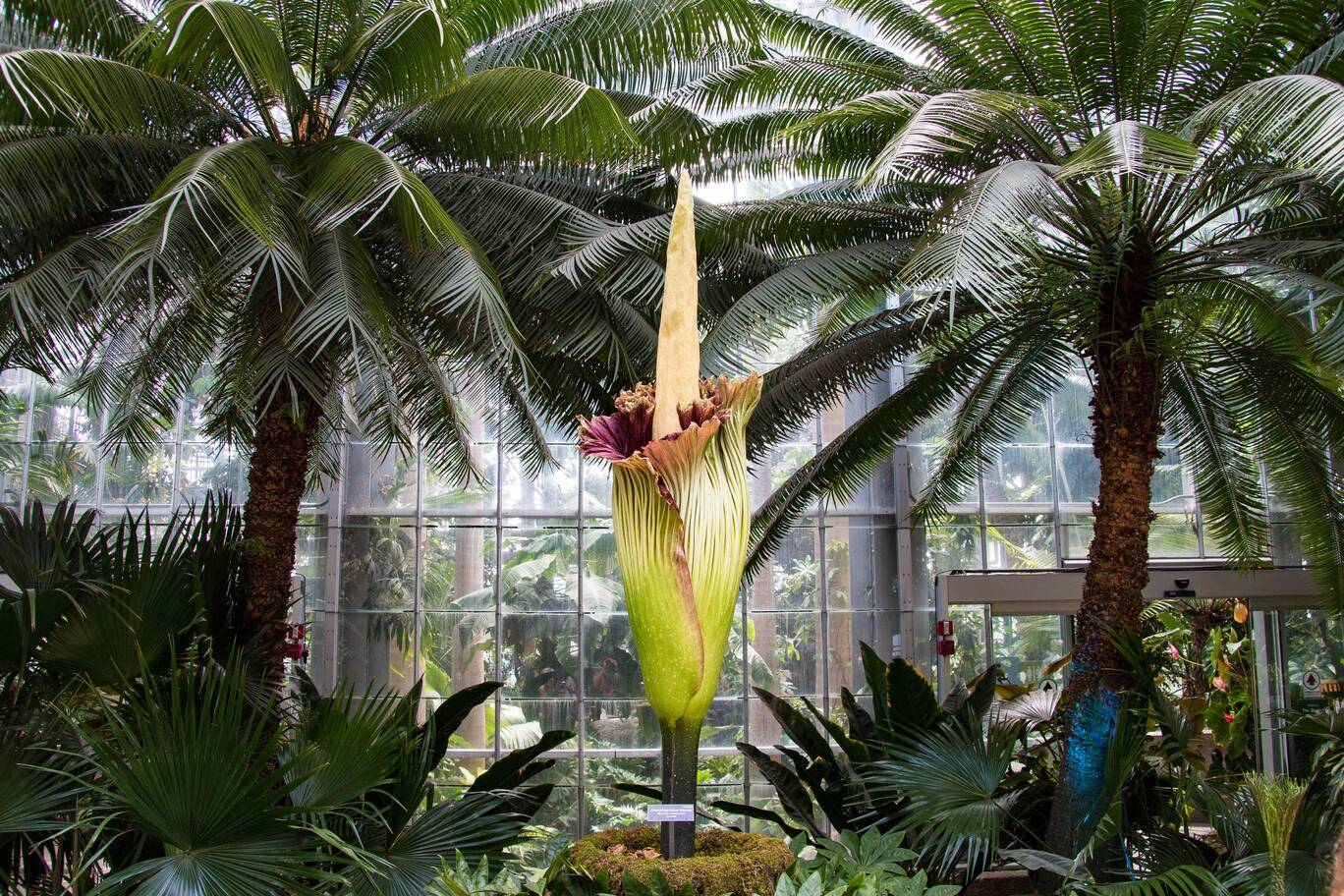 Dziwidło olbrzymie w ogrodzie botanicznym
