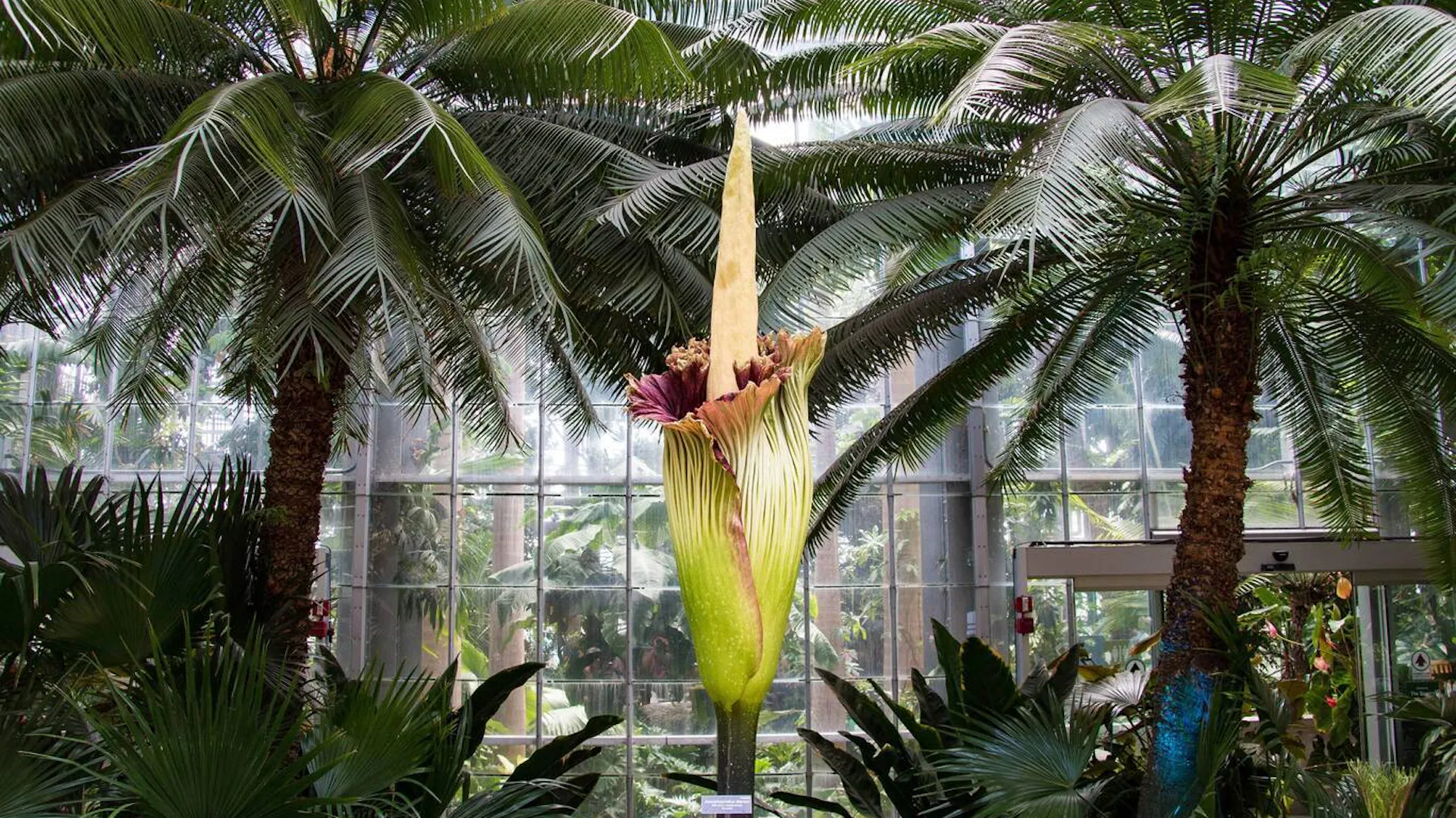Dziwidło olbrzymie w ogrodzie botanicznym