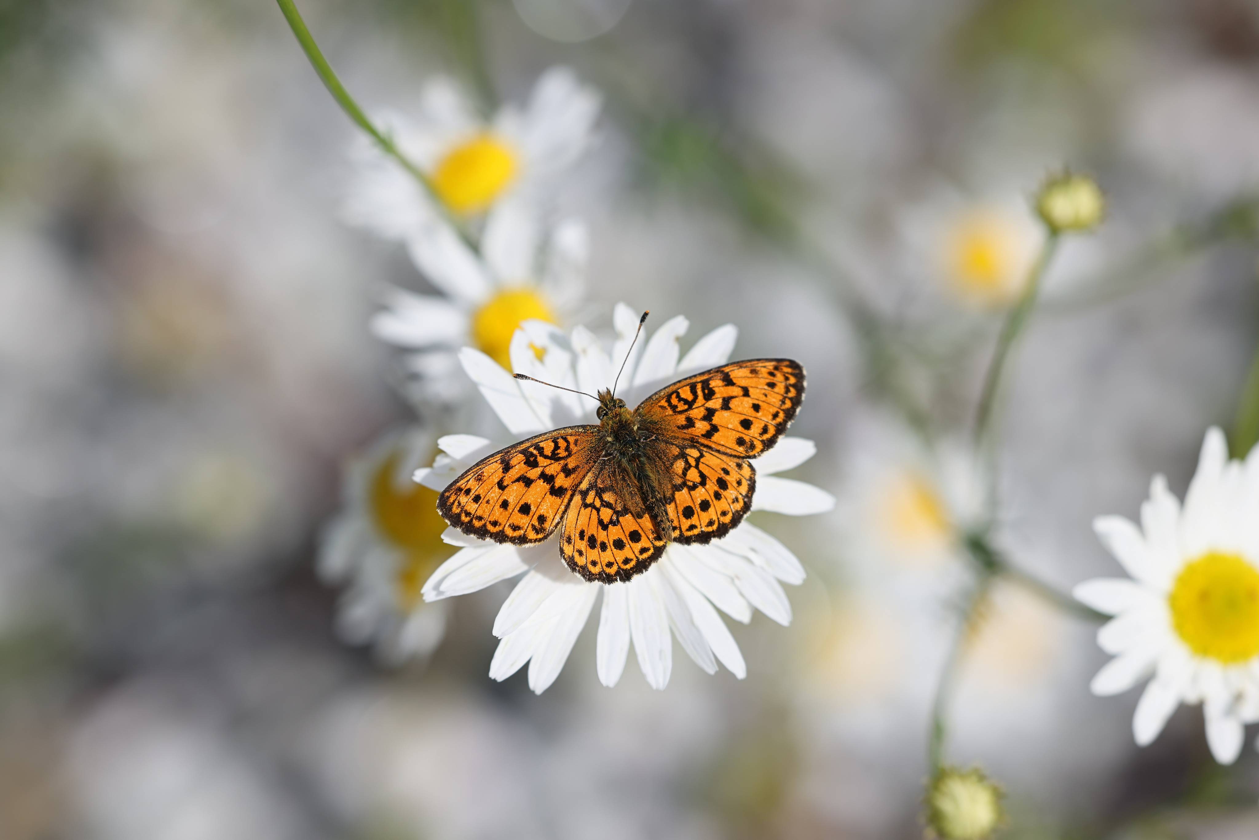 Motyl na margaretce