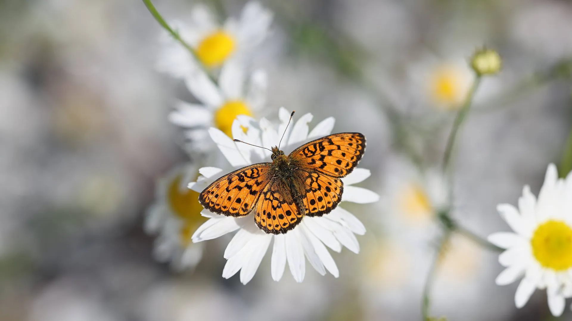 Motyl na margaretce
