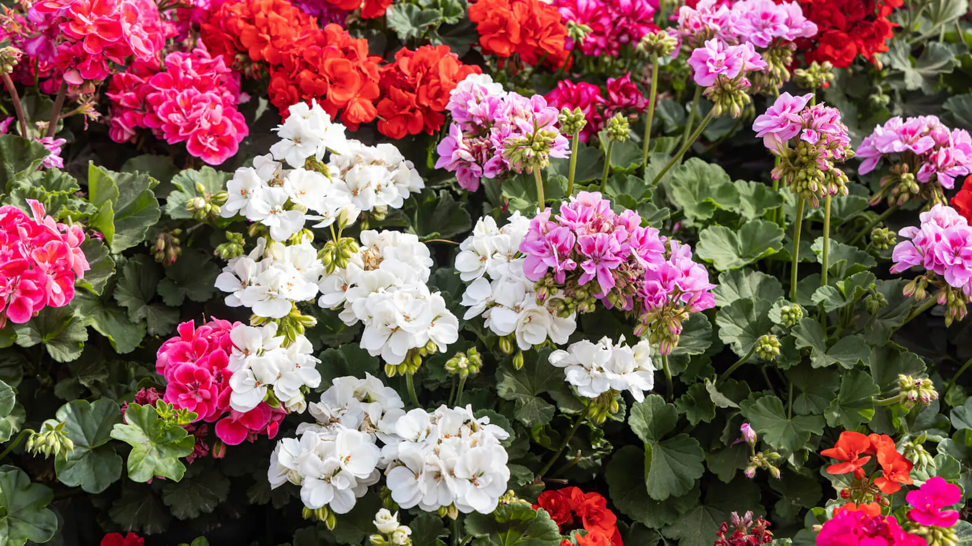 Kolorowe kwiaty pelargonii.