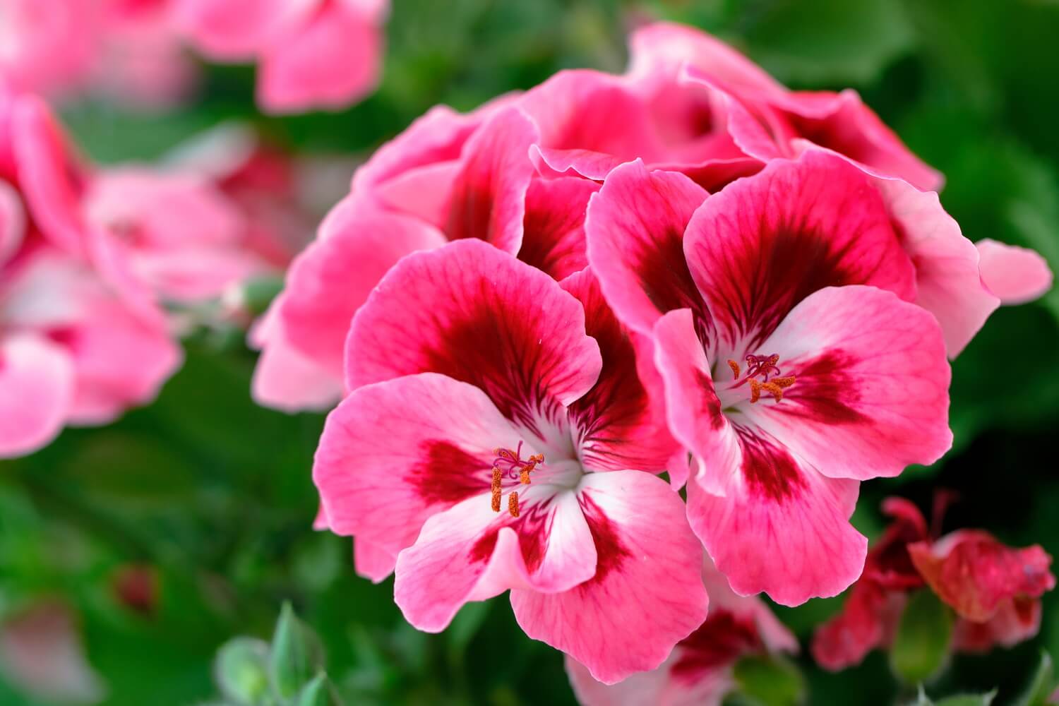 Zbliżenie na kwiat pelargonii.