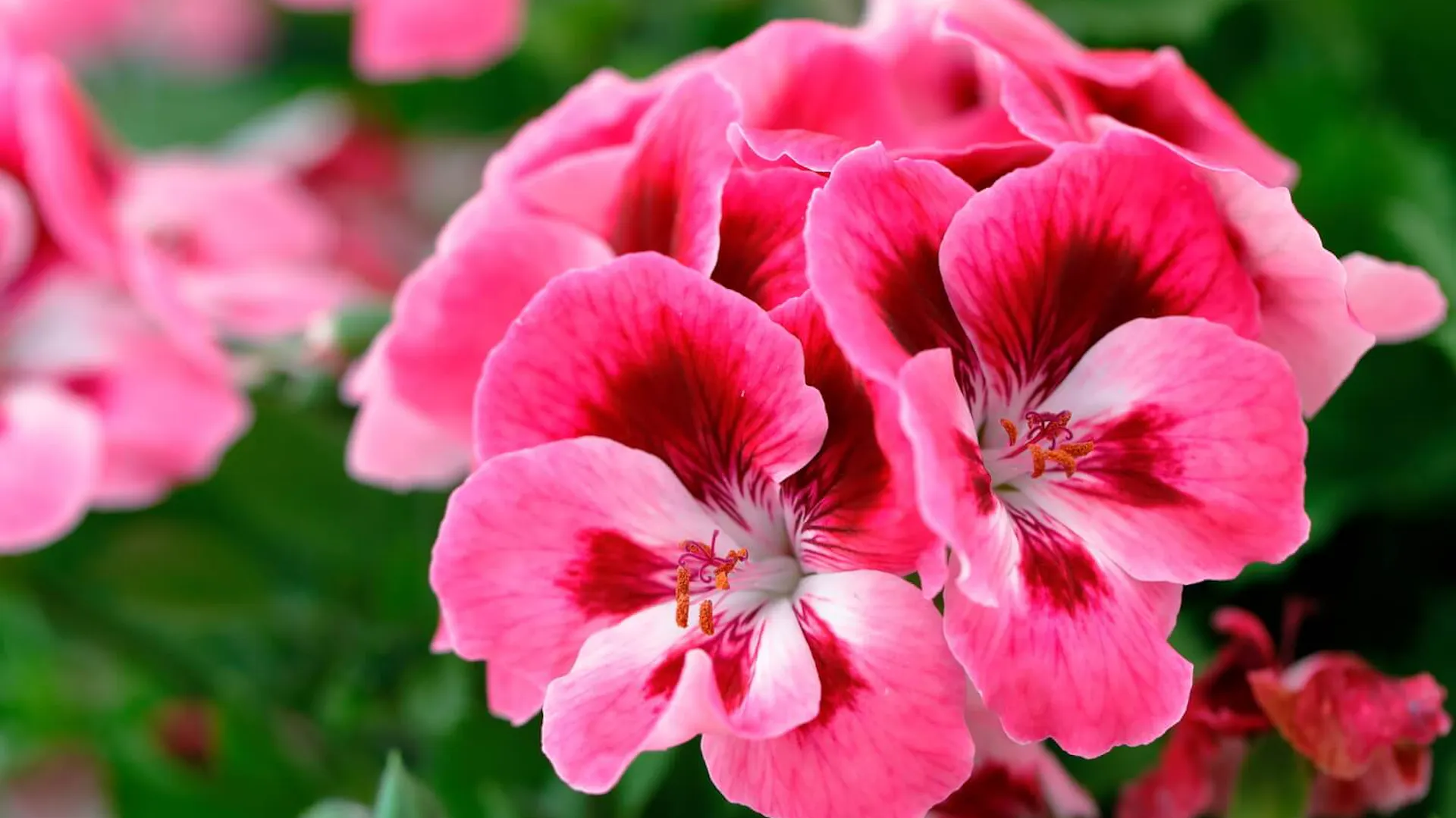 Zbliżenie na kwiat pelargonii.