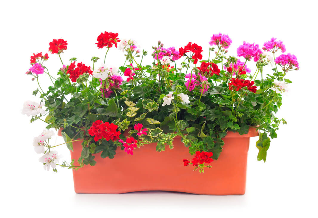 Pelargonie w skrzynce kwiatowej.