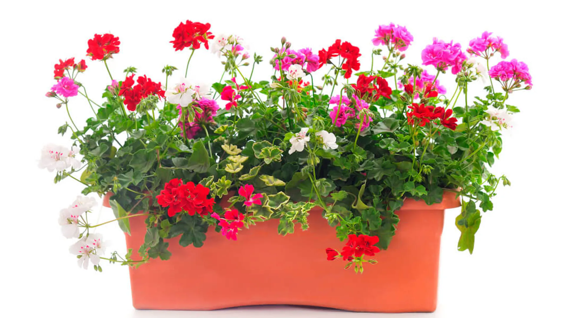 Pelargonie w skrzynce kwiatowej.