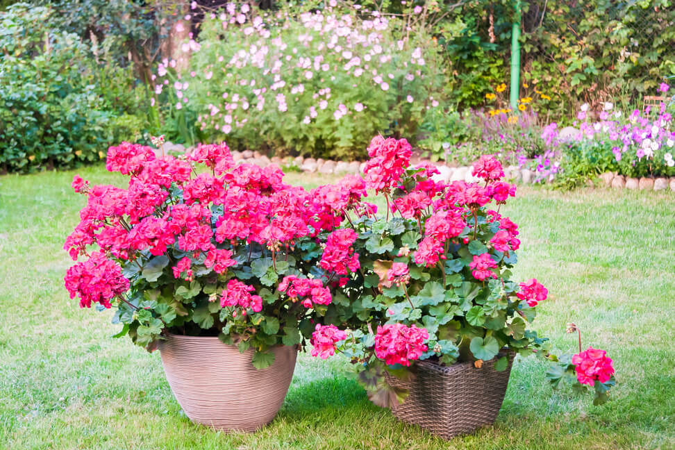 Bujnie kwitnące pelargonie w doniczkach ogrodowych.