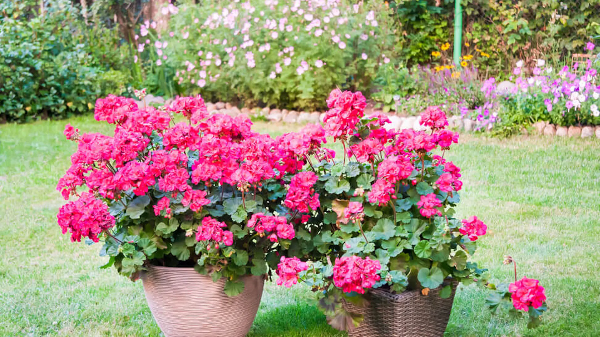 Bujnie kwitnące pelargonie w doniczkach ogrodowych.