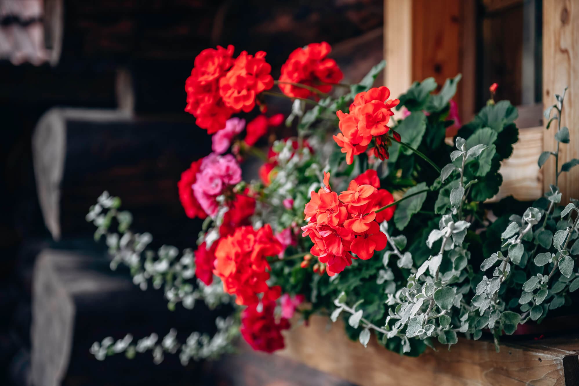 Kompozycja kwiatowa z pelargoniami.