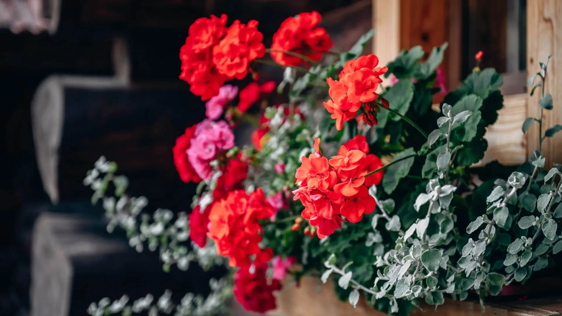 Kompozycja kwiatowa z pelargoniami.
