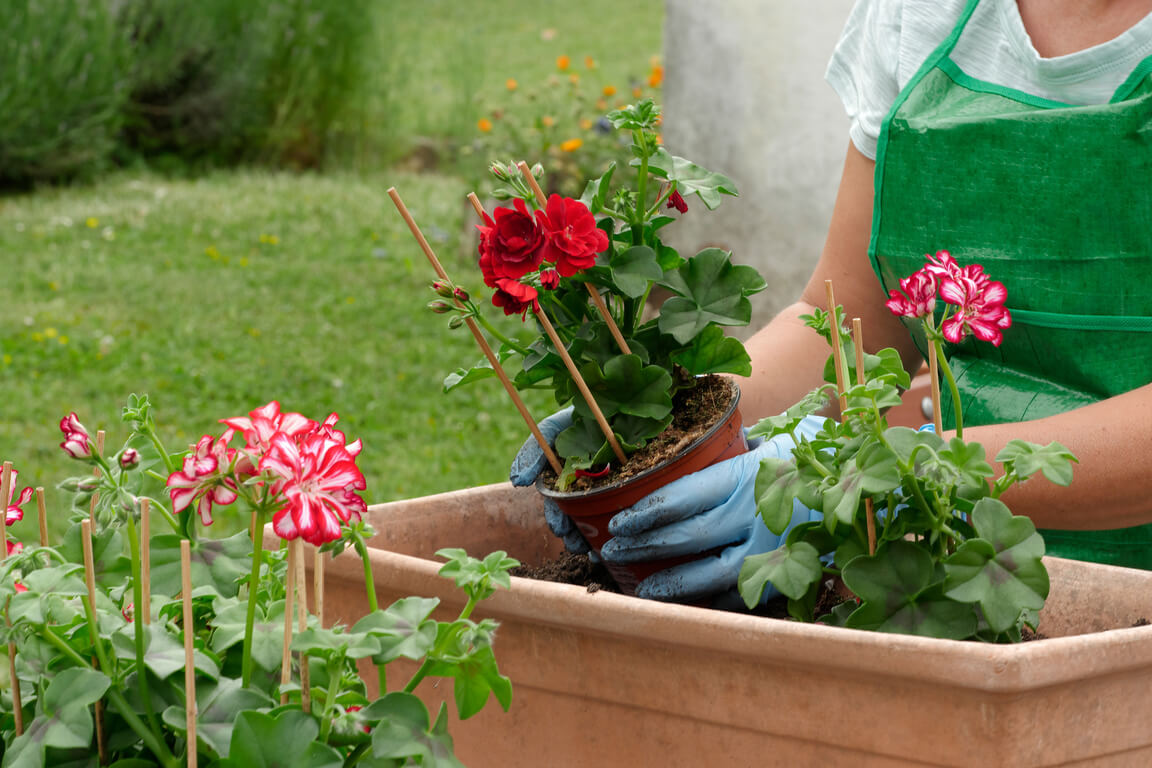 Kobieta przesadza pelargonię do skrzynki.
