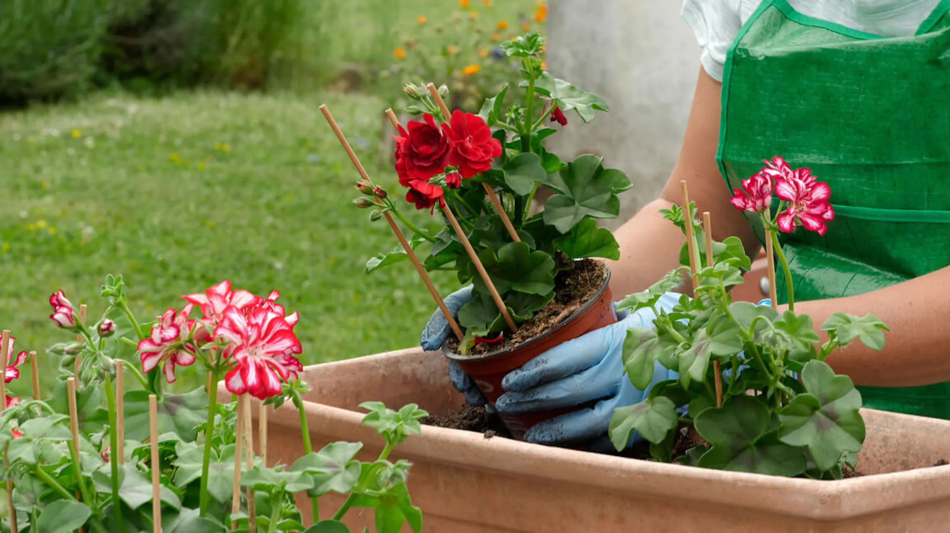 Kobieta przesadza pelargonię do skrzynki.