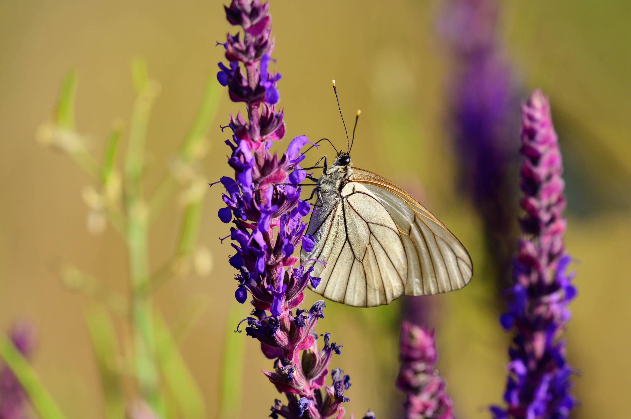 Motyl na kwiatostanie szałwii omszonej