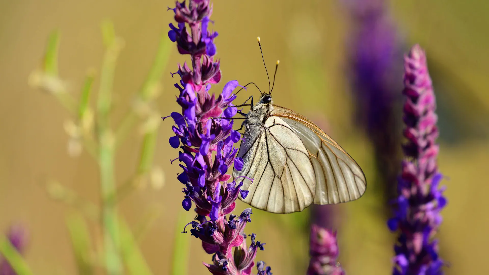Motyl na kwiatostanie szałwii omszonej