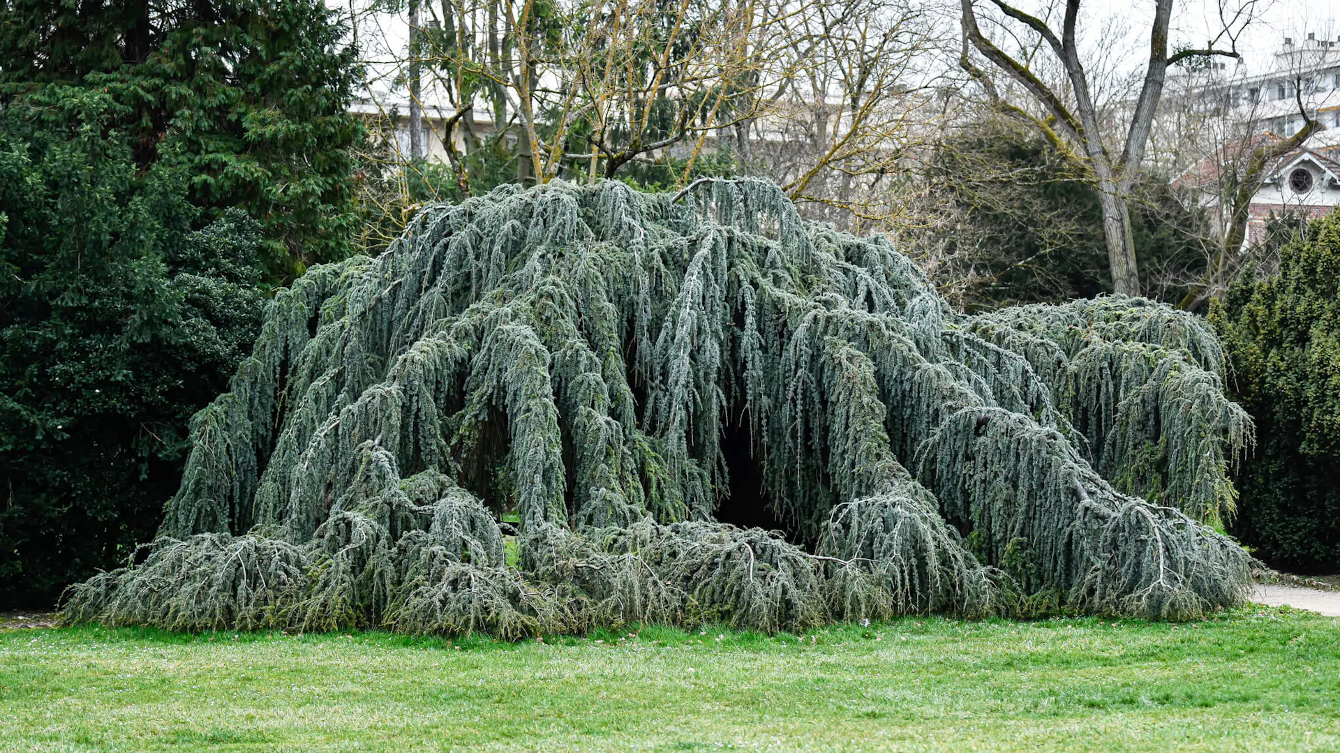 Cedr atlaski Glauca Pendula