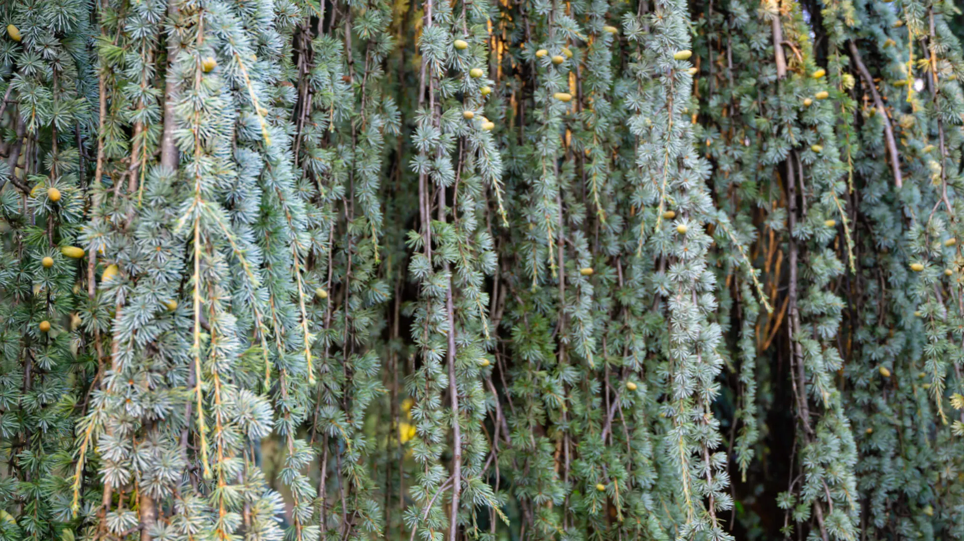 Pędy cedru atlaskiego Glauca Pendula