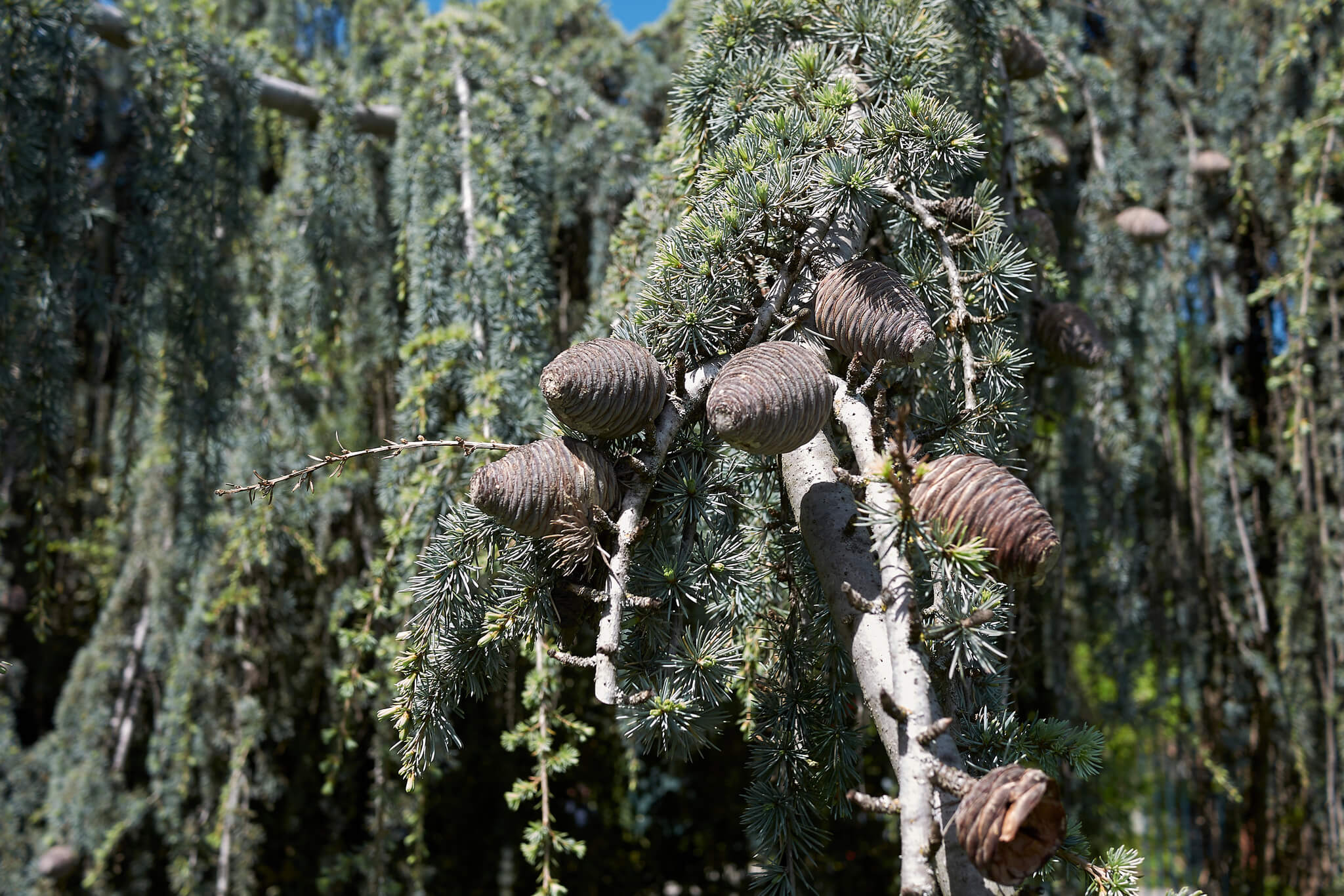 Szyszki cedru atlaskiego Glauca Pendula