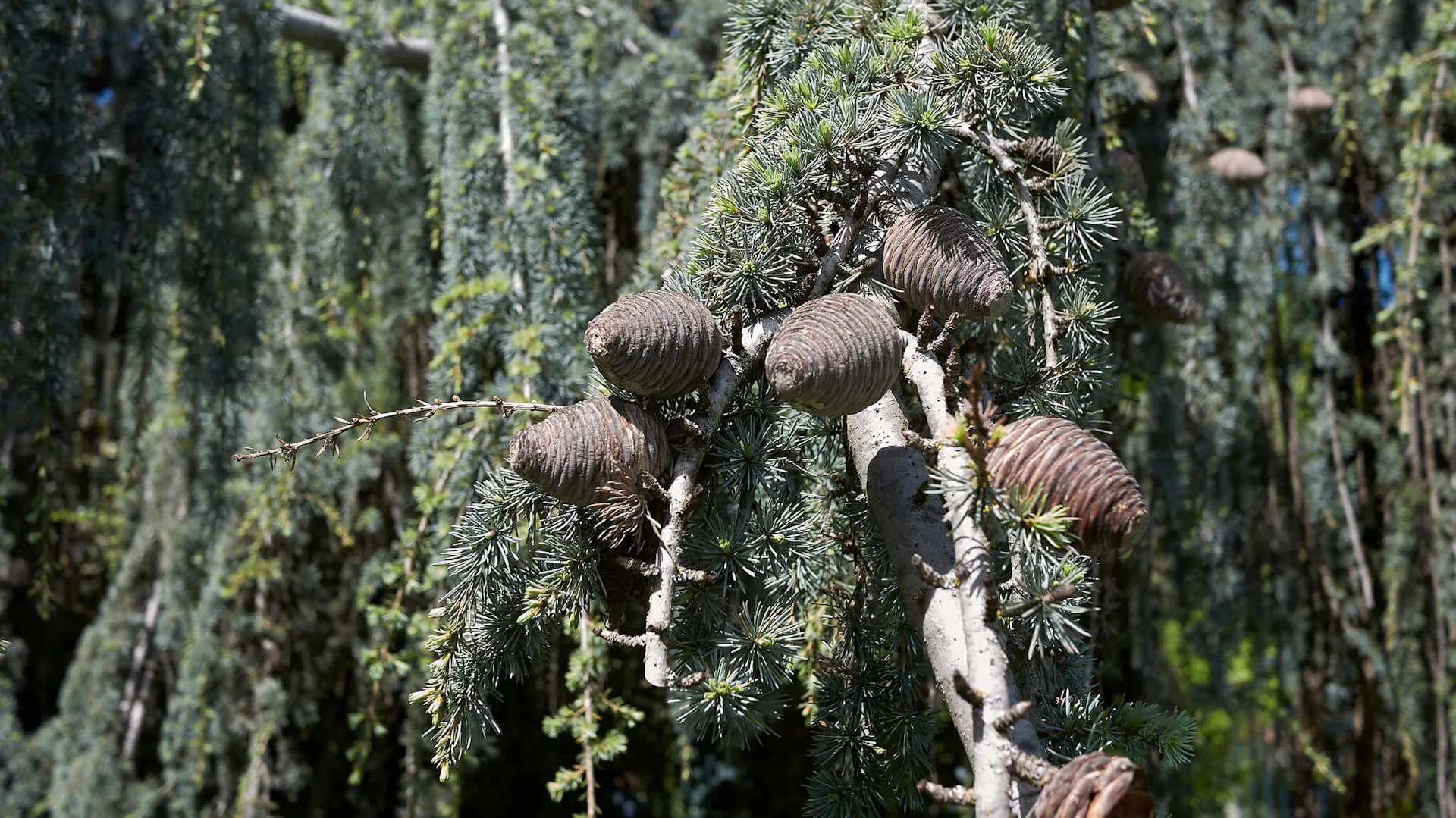 Szyszki cedru atlaskiego Glauca Pendula