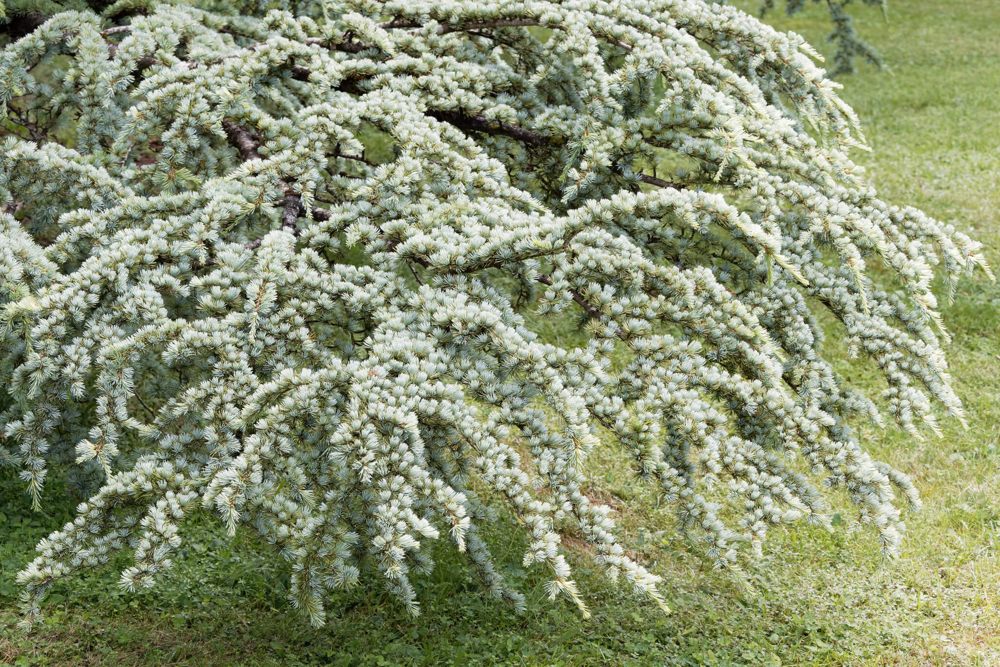 Cedr altaski Glauca