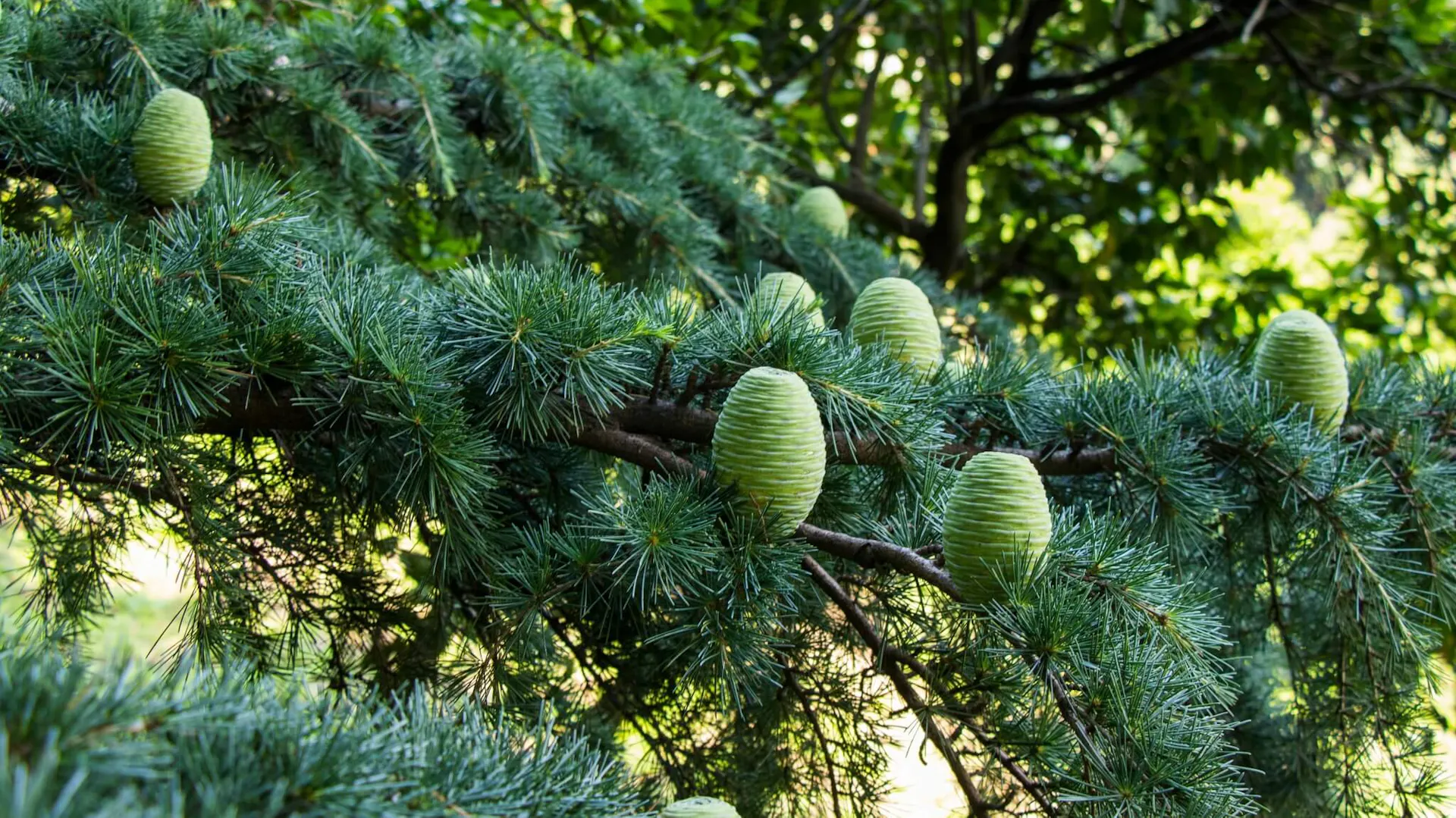 Pędy cedru himalajskiego z szyszkami