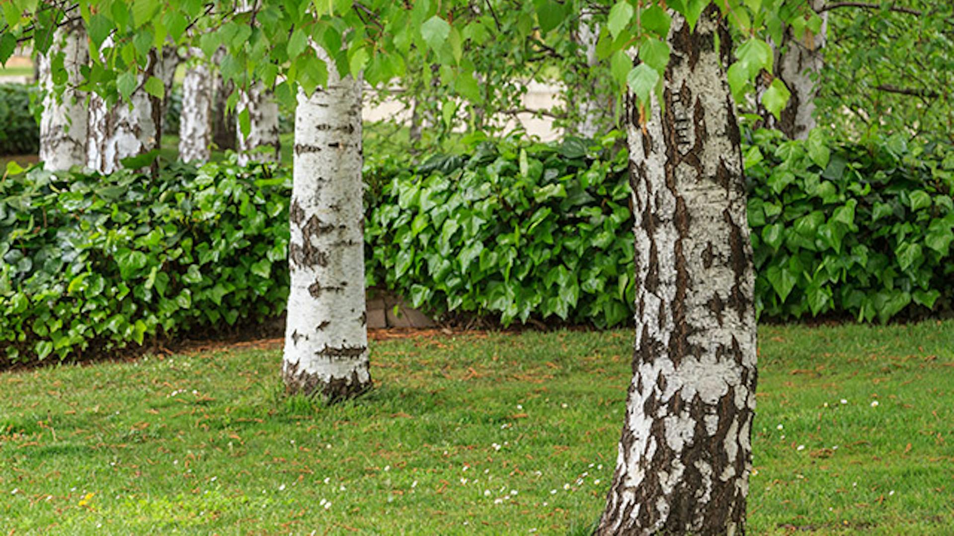 Brzoza brodawkowata w ogrodzie.