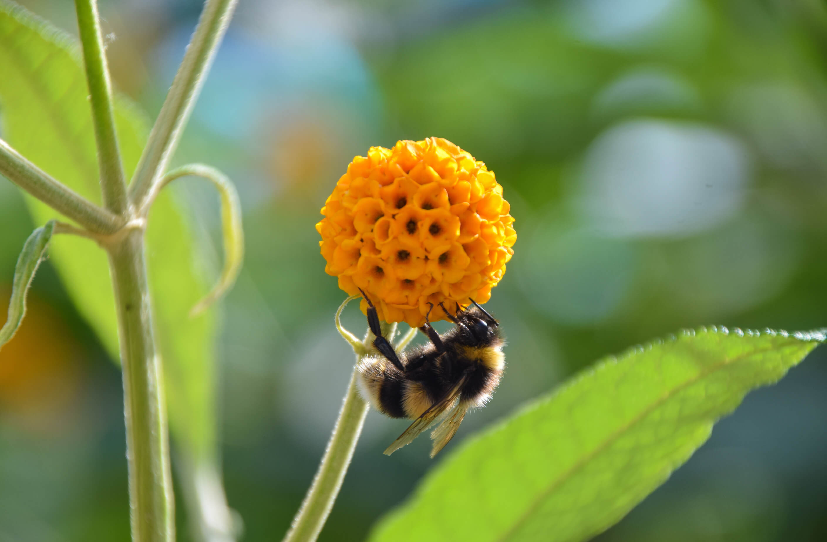 Pszczoła siedzi na kwiatostanie budlei główkowatej Buddleja globosa 