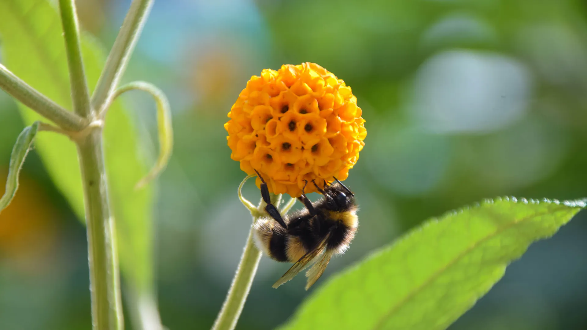 Pszczoła siedzi na kwiatostanie budlei główkowatej Buddleja globosa