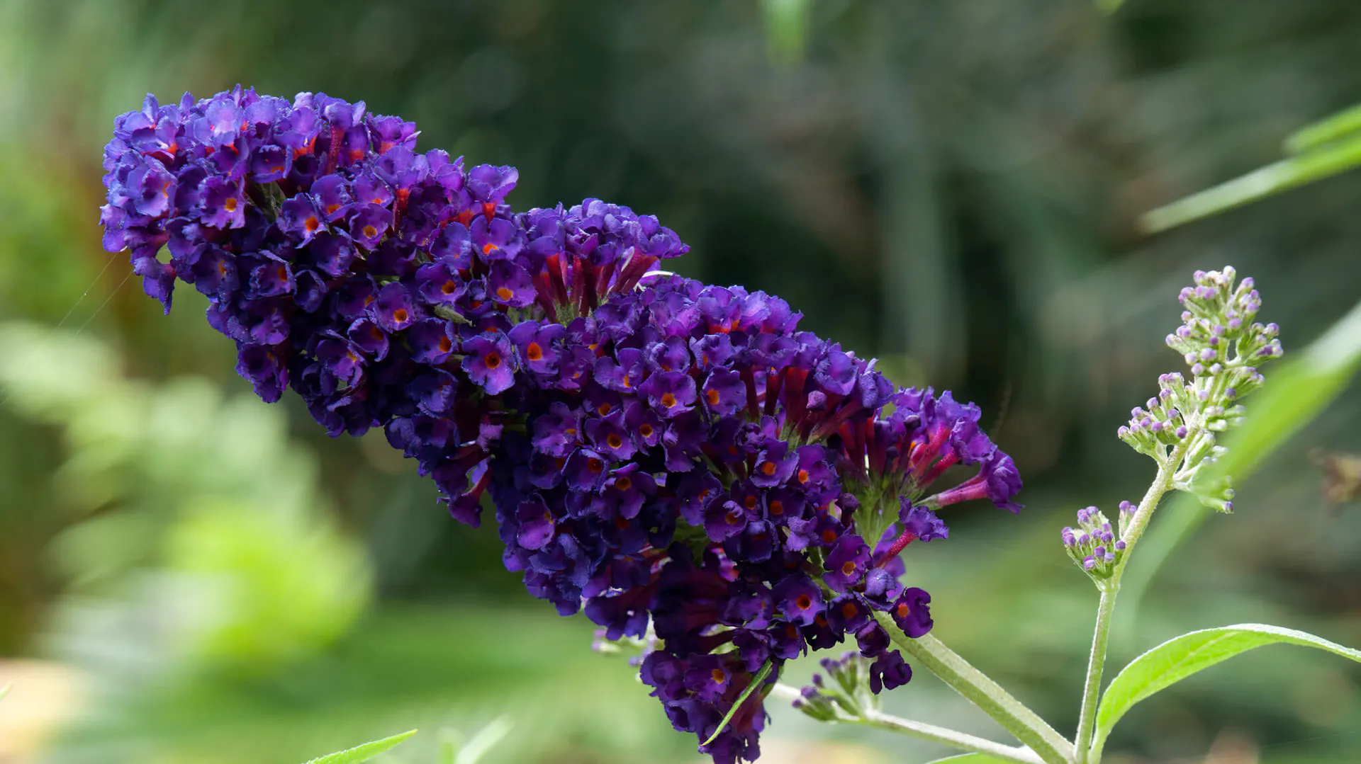 Ciemnofioletowa odmiana Buddleja L.