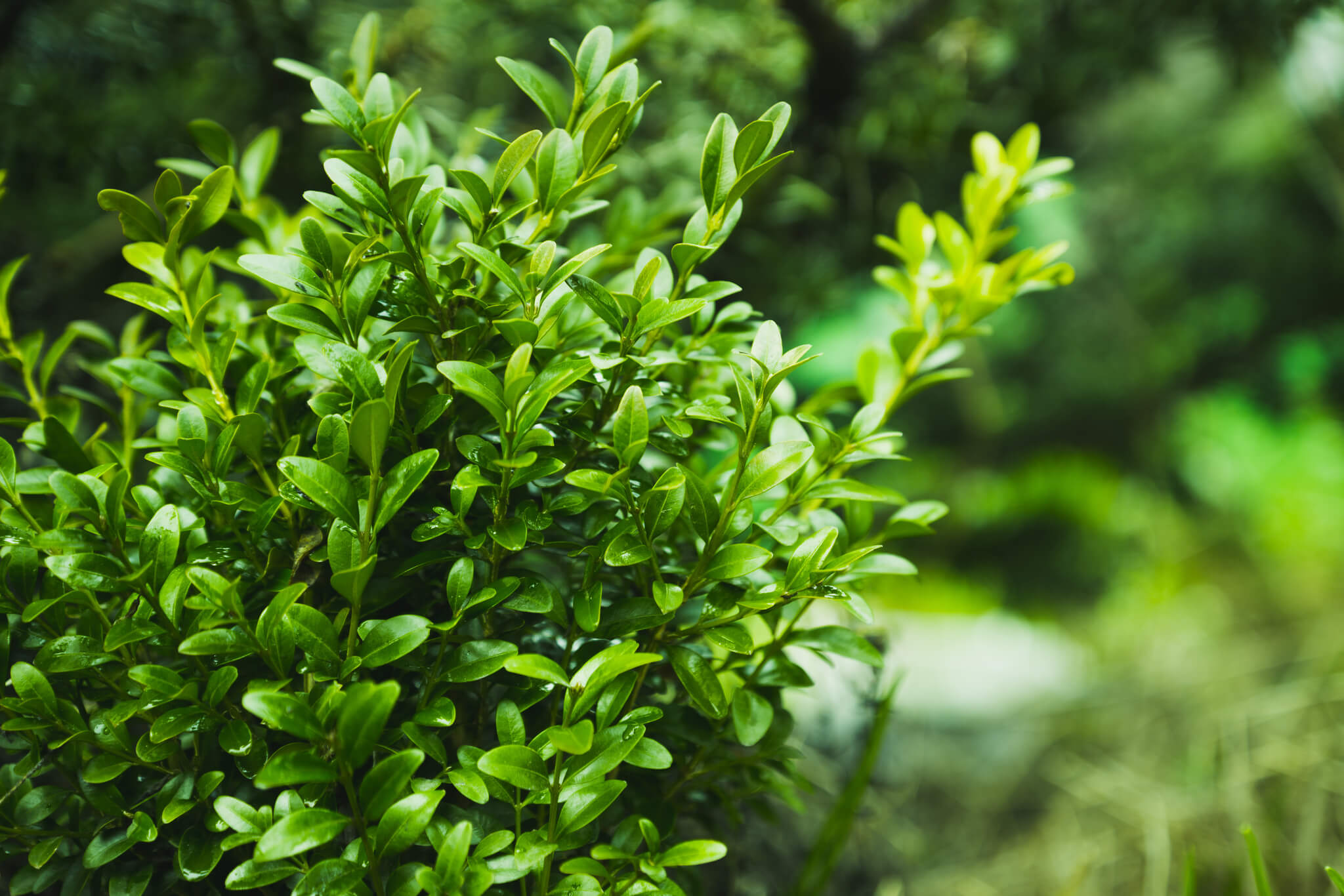 Bukszpan wieczniezielony – Buxus sempervirens 