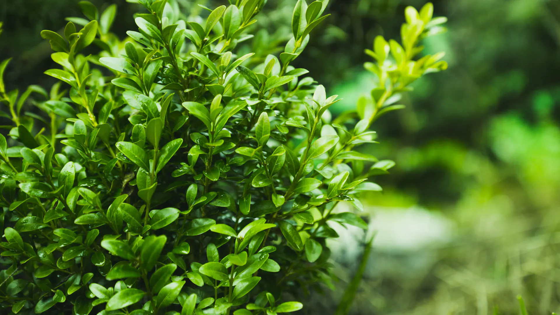 Bukszpan wieczniezielony – Buxus sempervirens