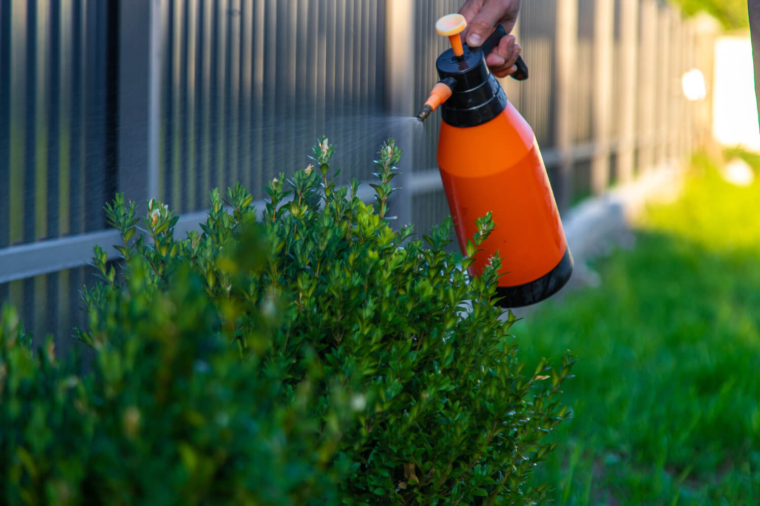 Opryskiwanie krzewu bukszpanu.