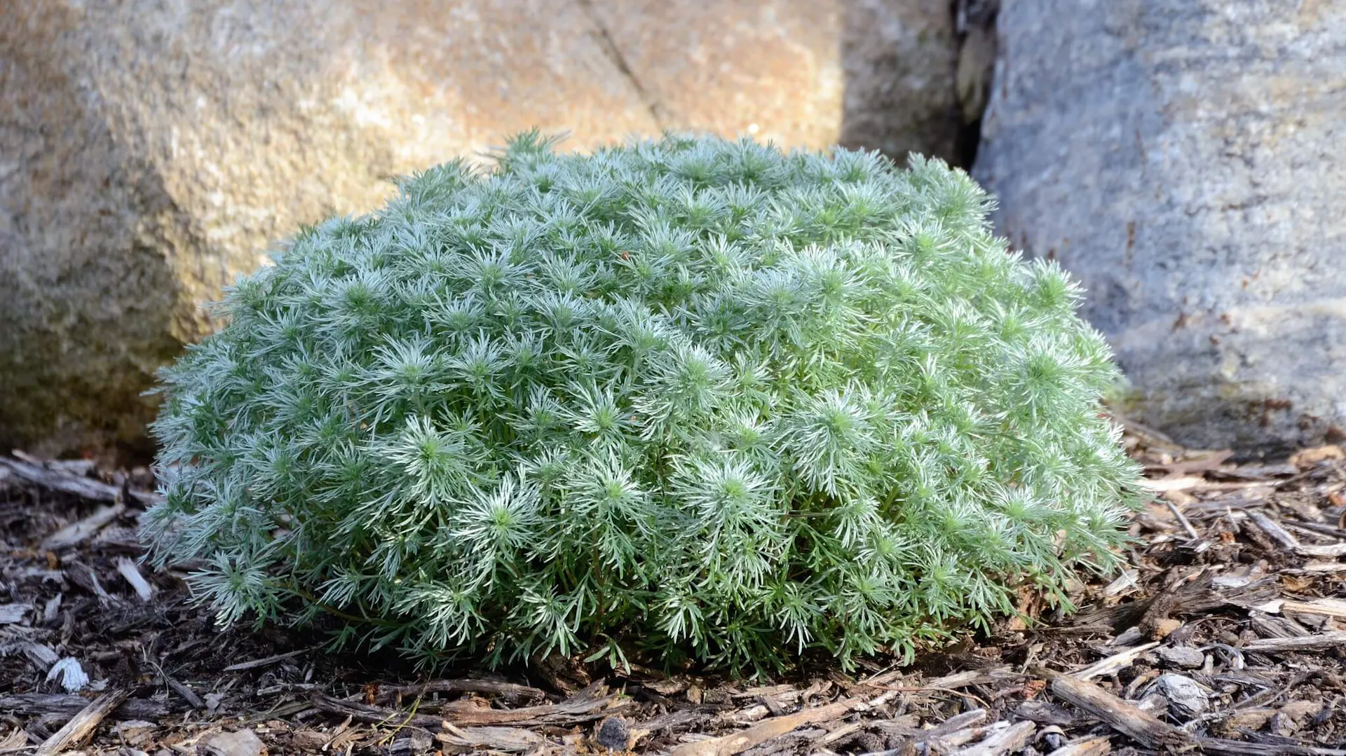 Bylica boże drzewko – Artemisia abrotanum