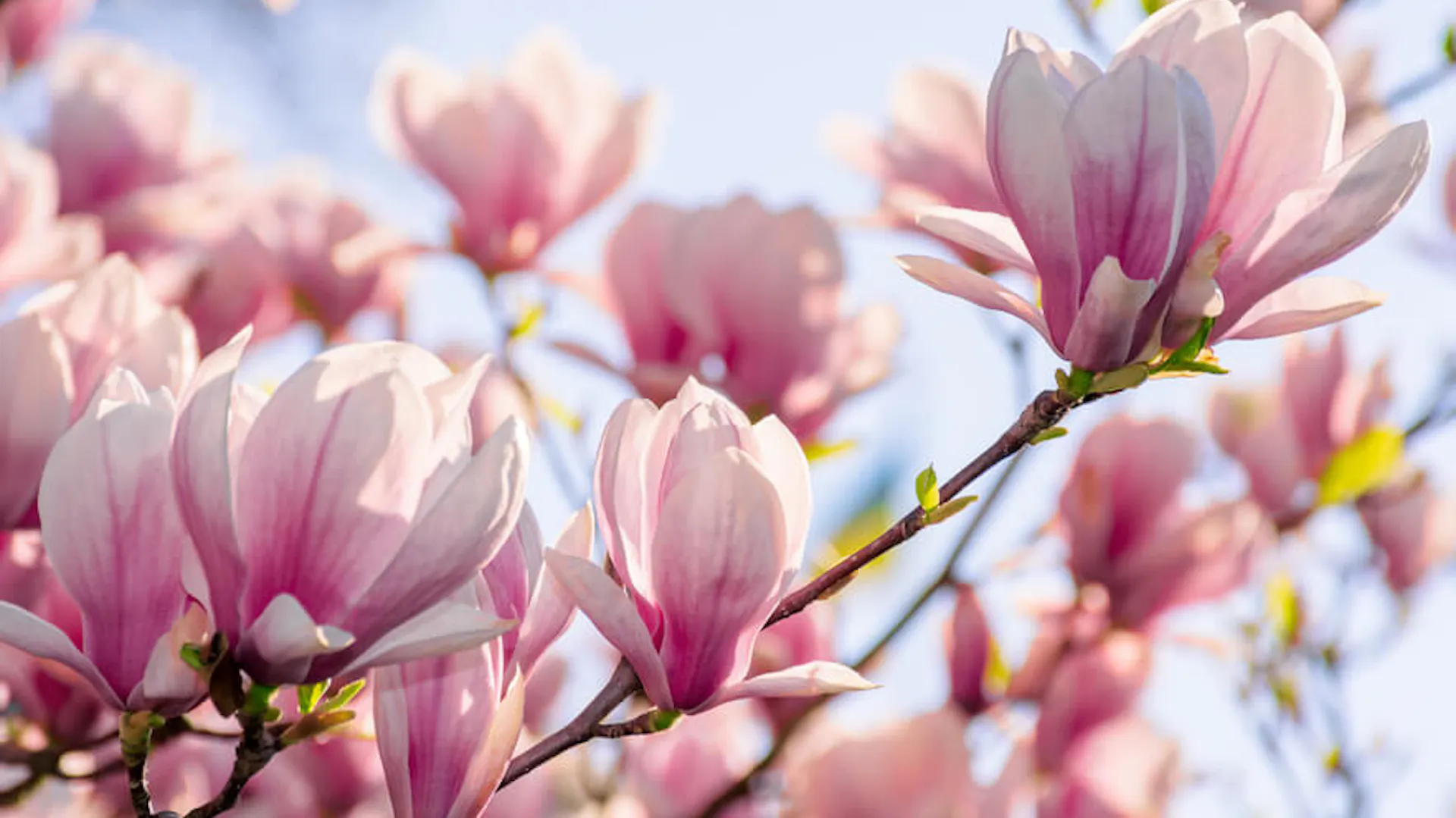 Różowe kwiaty magnolii