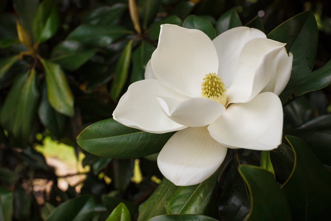 Kwiat białej magnolii