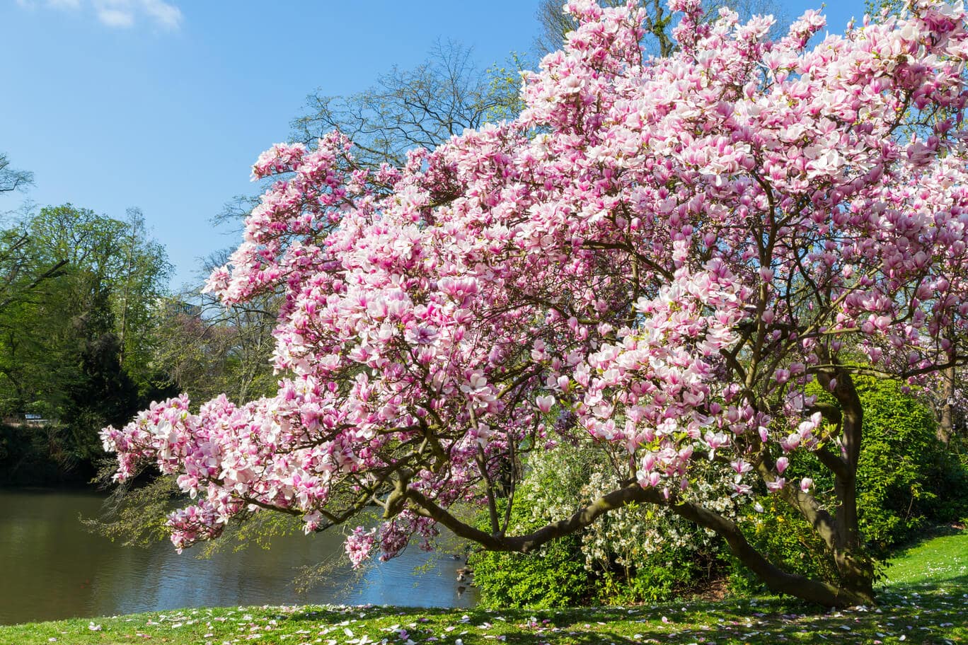 Duże kwitnące drzewo magnolii
