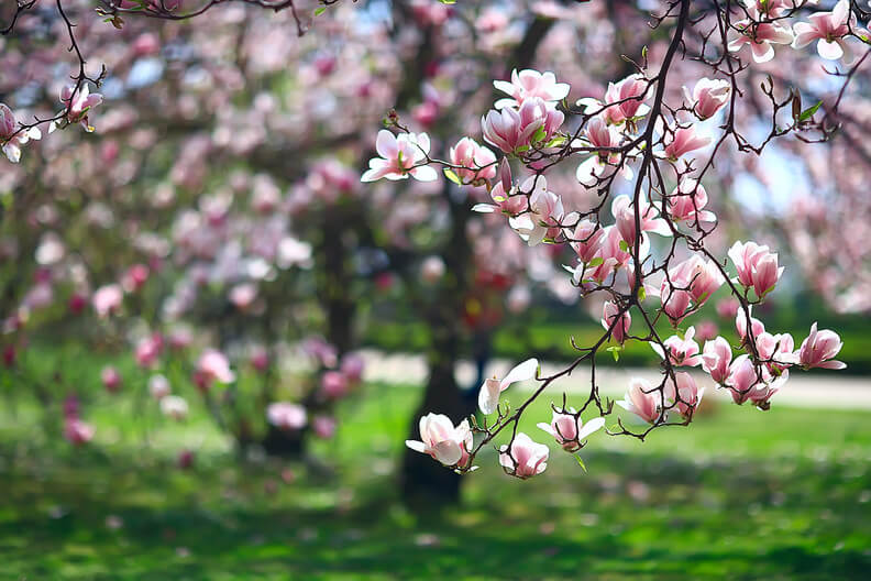 Gałąź magnolii z różnymi pąkami kwiatowymi